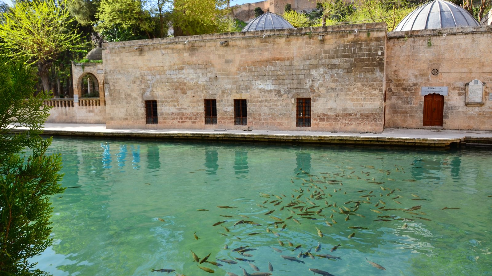 The sacred carp pool of Balıklıgöl